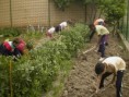 /album/fotogaleria/huerto-en-mayo-6-jpg/
